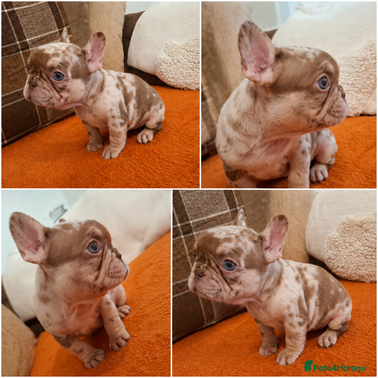 French Bulldog dogs KC FRENCH BULLDOG PUPS AVAILABLE  - Advert 6