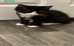 Mixed Breed cats for sale: Beautiful loving kitten  - Image 1