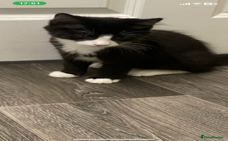 Mixed Breed cats - Advert 12