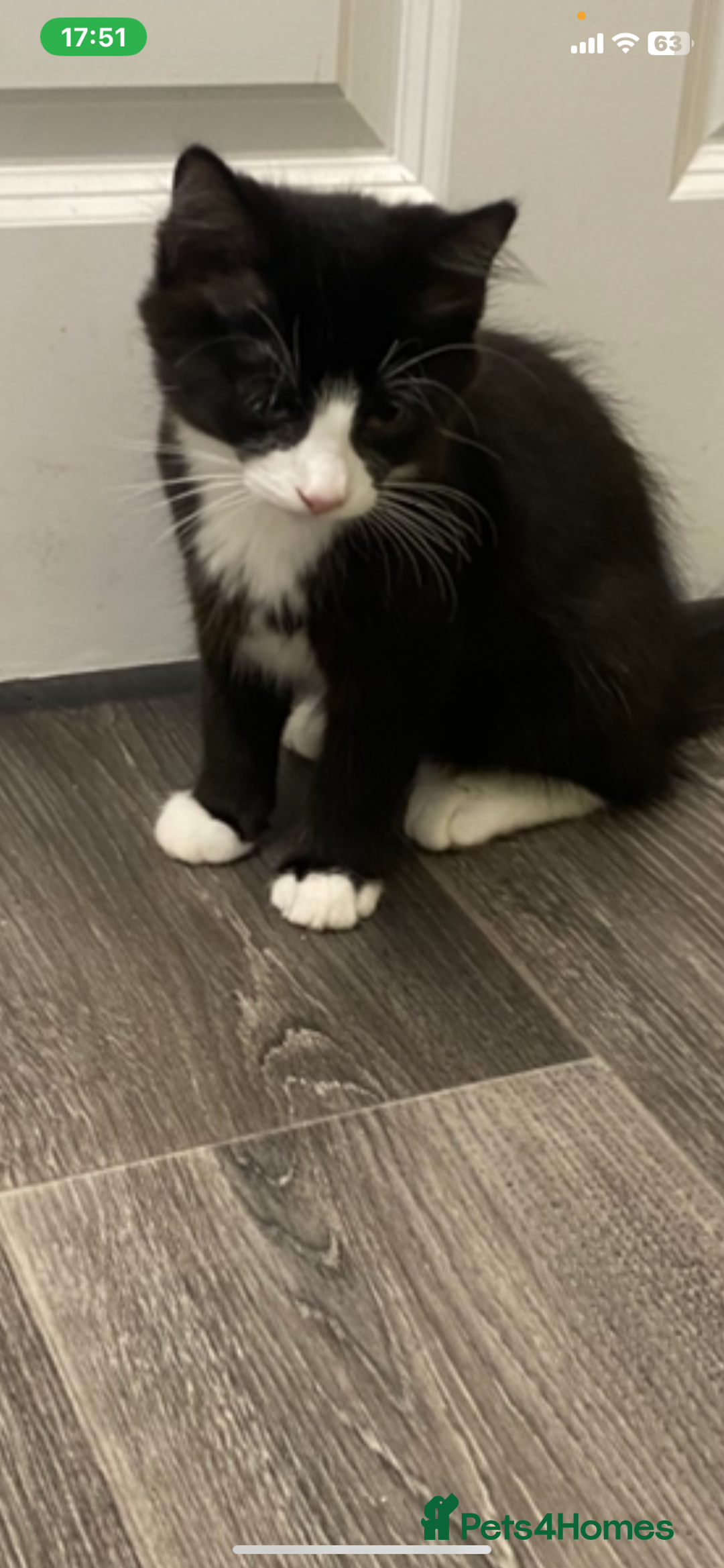 Mixed Breed cats for sale: Beautiful loving kitten  - Image 1