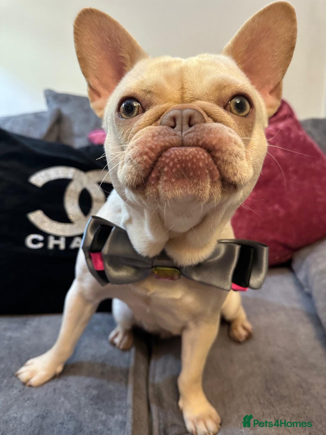 French Bulldog dogs for sale: 1 year old female platinum frenchie.  - Advert 4