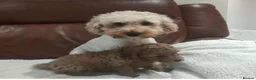 Cavapoo dogs for sale: Fully health checked Cavapoo puppies - Advert 4