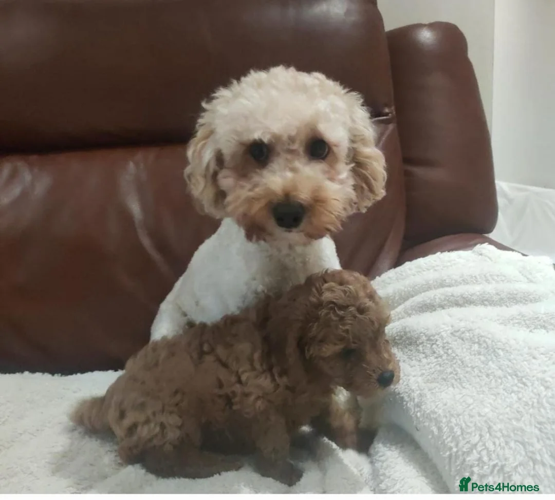 Cavapoo dogs for sale: Fully health checked Cavapoo puppies - Advert 4