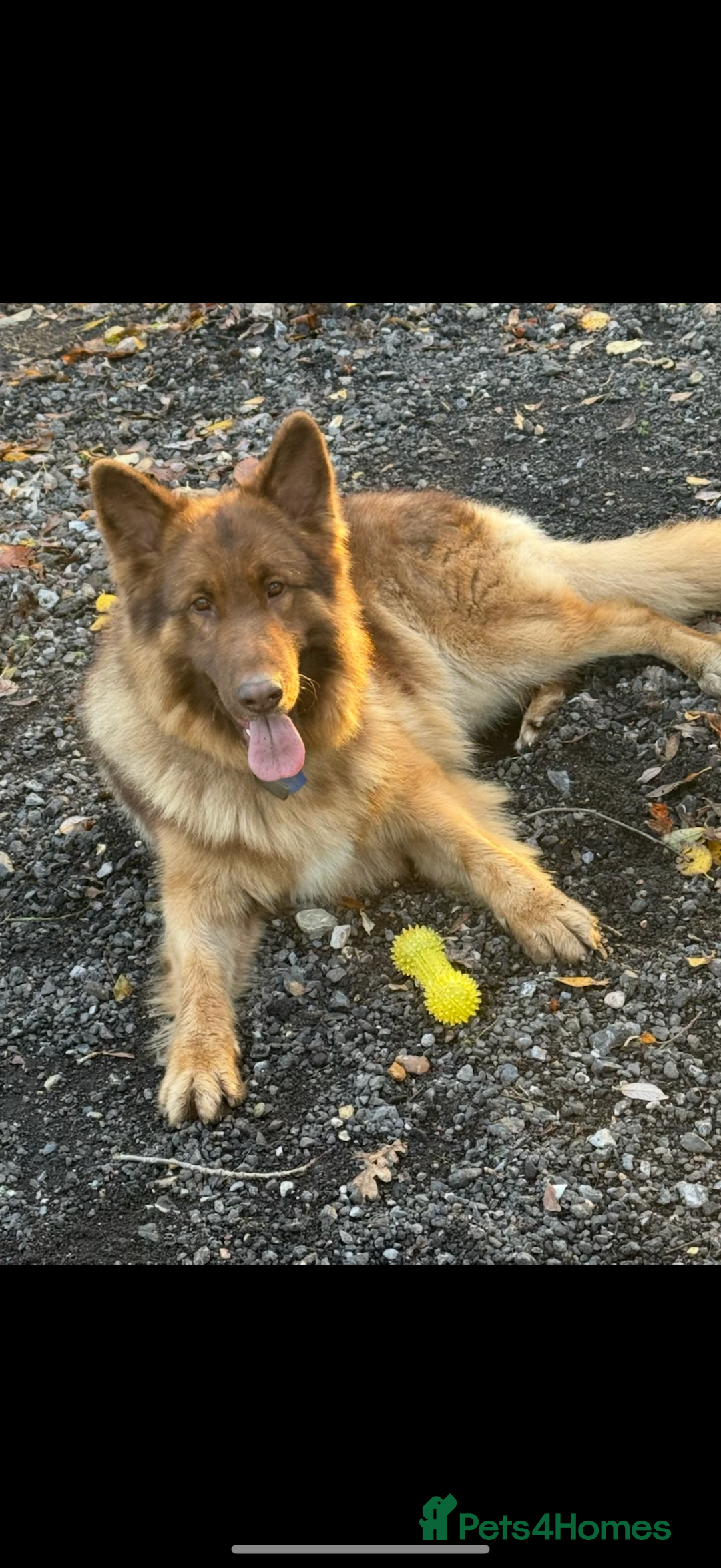 German Shepherd dogs for sale: German shepherd puppies - Advert 22