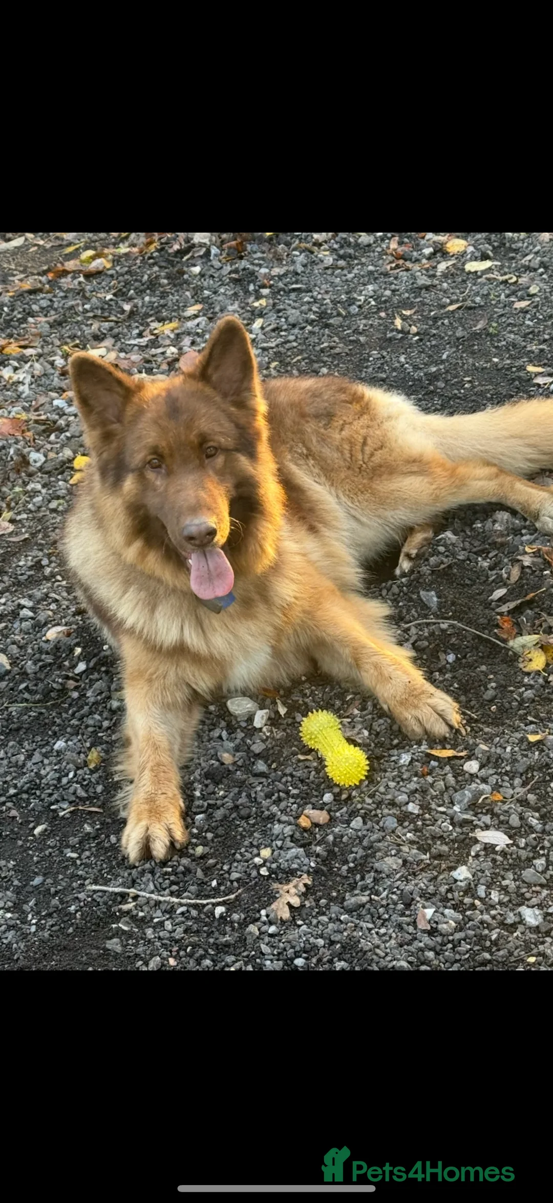 German Shepherd dogs for sale: German shepherd puppies - Advert 9