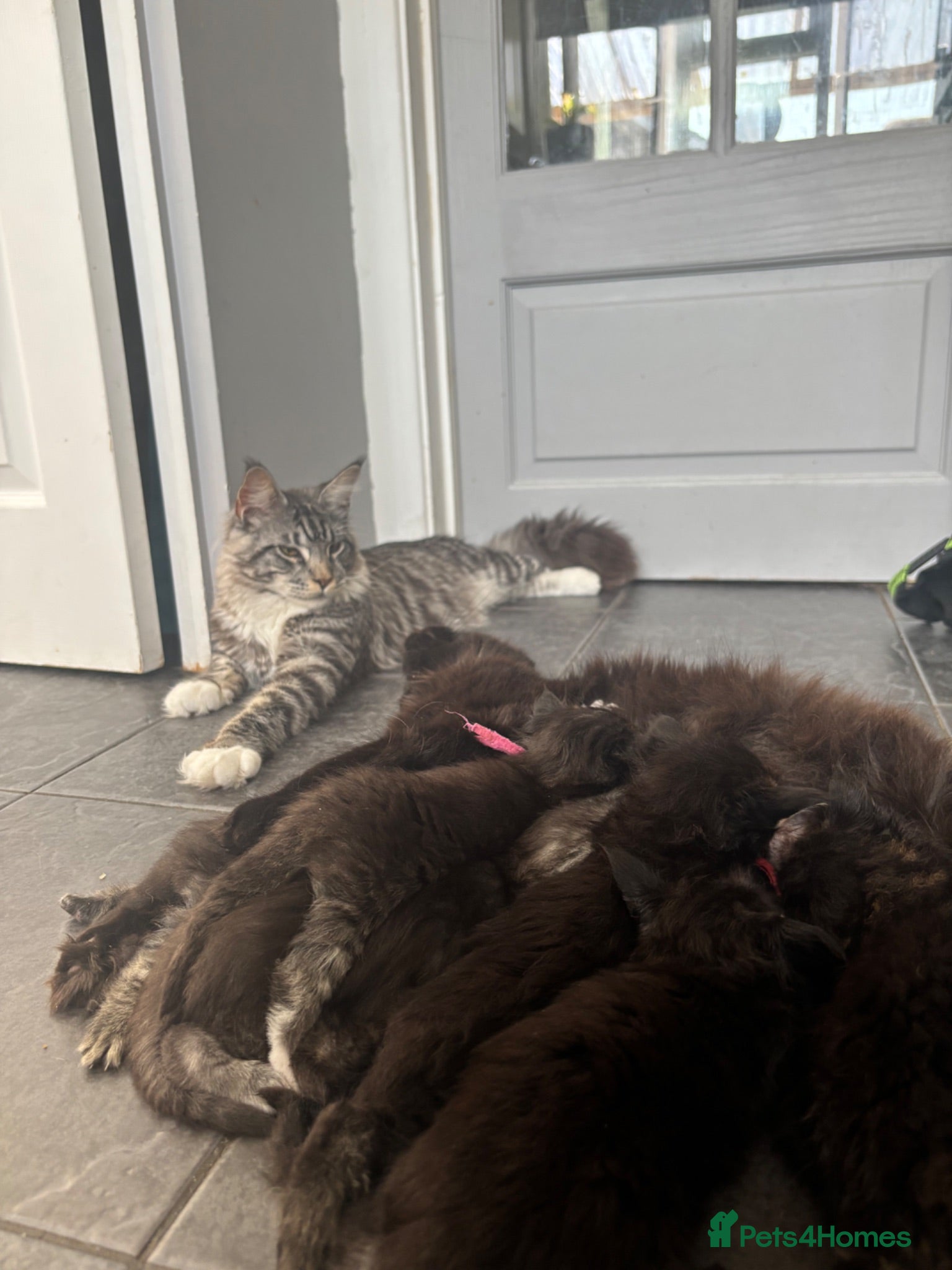 Maine Coon cats Tica Registered Stunning MaineCoon Kittens - Advert 1