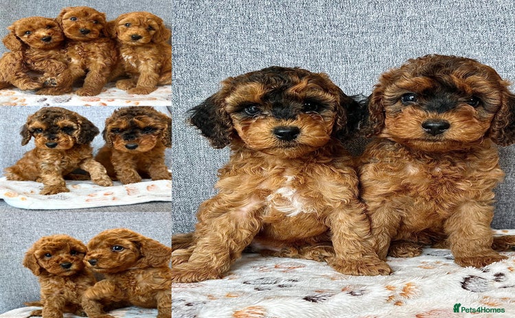 Cockapoo dogs - Advert 8