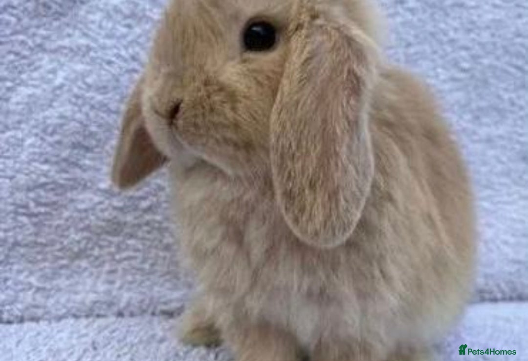 Mini Lop rabbits for sale: VACCINATED/wormed/flead mini lop babies  - Image 6