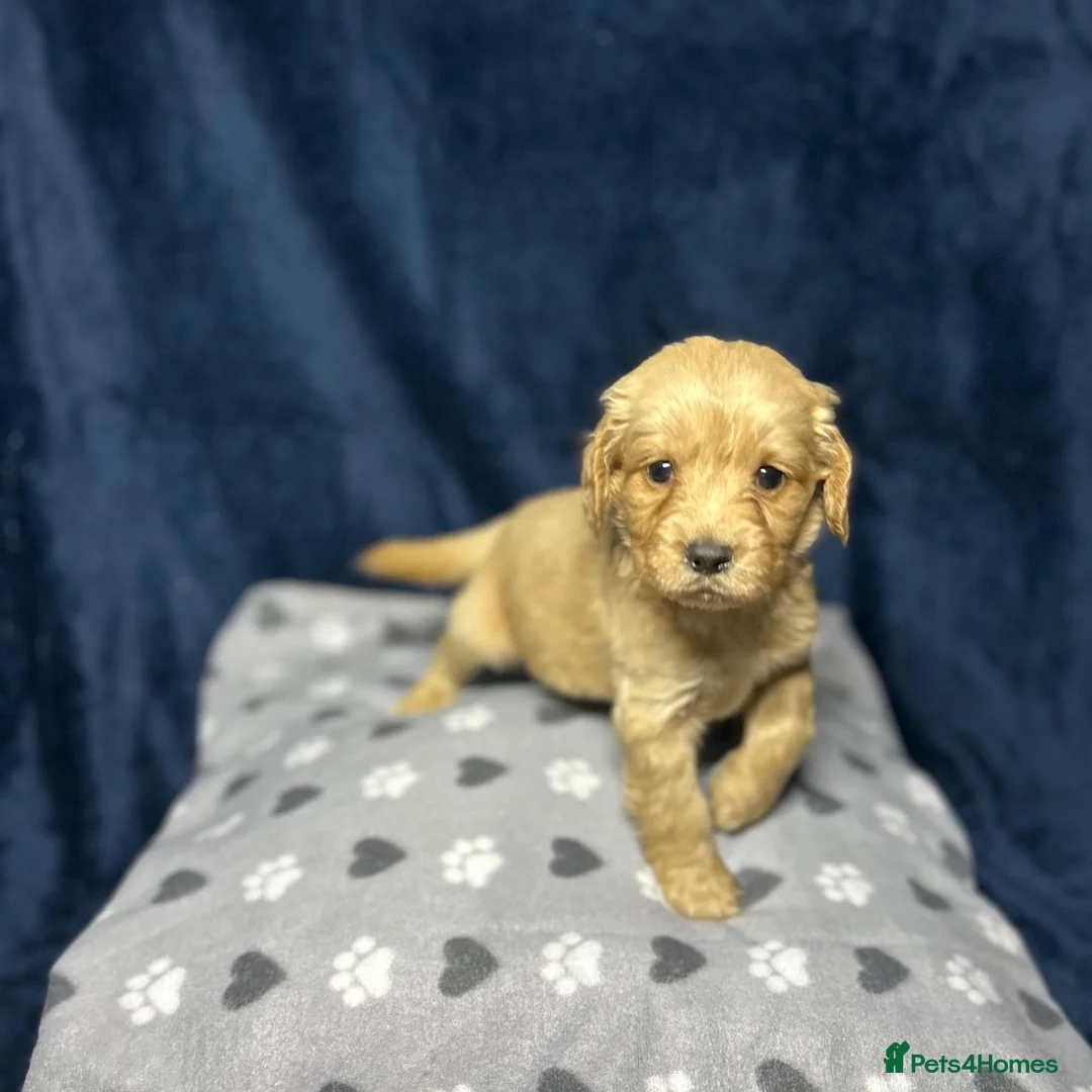 Cocker Spaniel dogs for sale: Working Cocker Spaniel - Chocolate, Roans, Golden - Advert 20