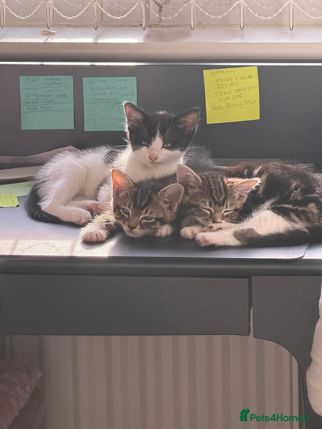 Mixed Breed cats for sale: Kittens - Advert 7