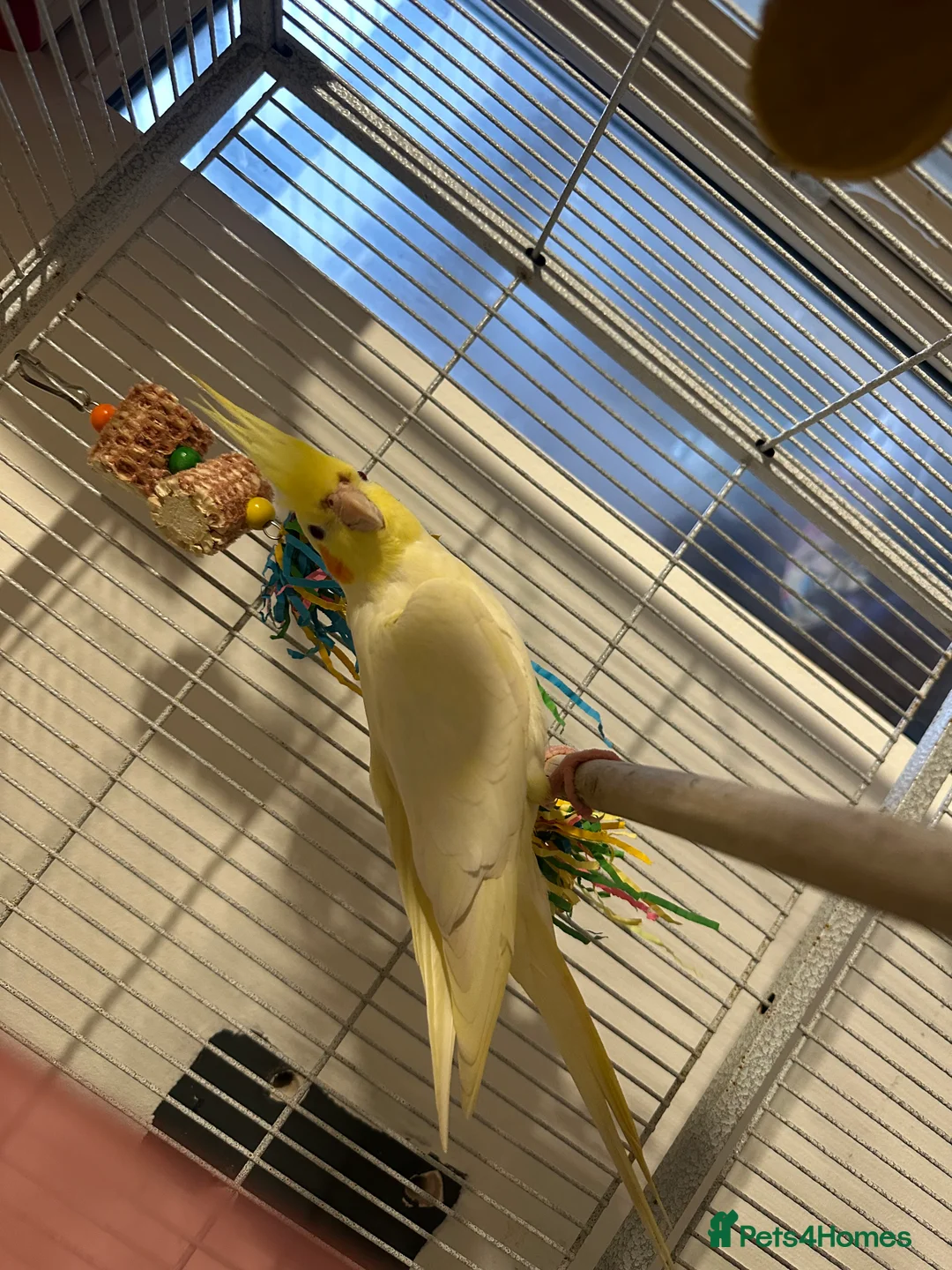 Cockatiels birds for sale: Cockatiel pair for sale with cage and accessories  in Ashton-under-Lyne - Advert 2