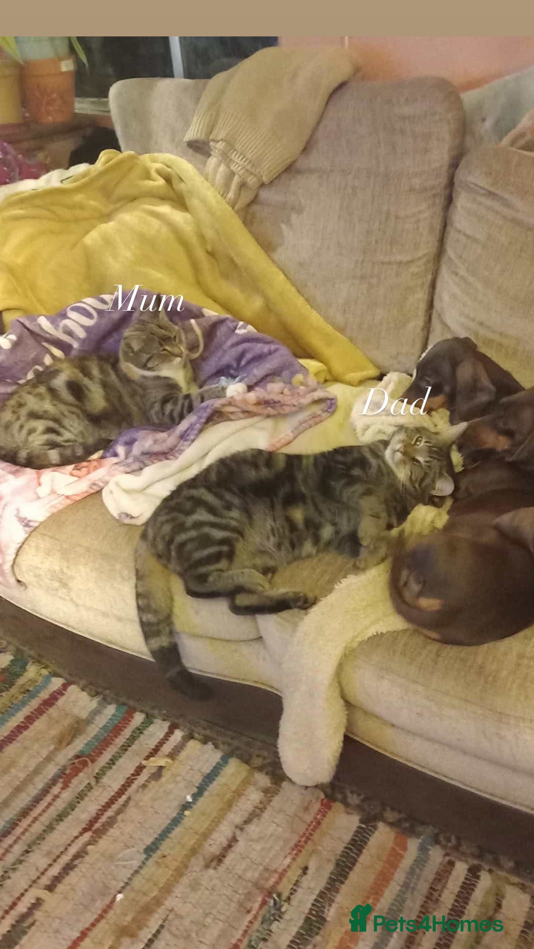 Mixed Breed cats for sale: Fluffy kittens ready now  - Advert 2