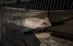 Chinchilla rodents for sale: Cute Chinchilla Male with cage - Image 1