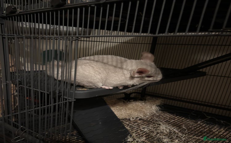 Chinchilla rodents - Advert 1
