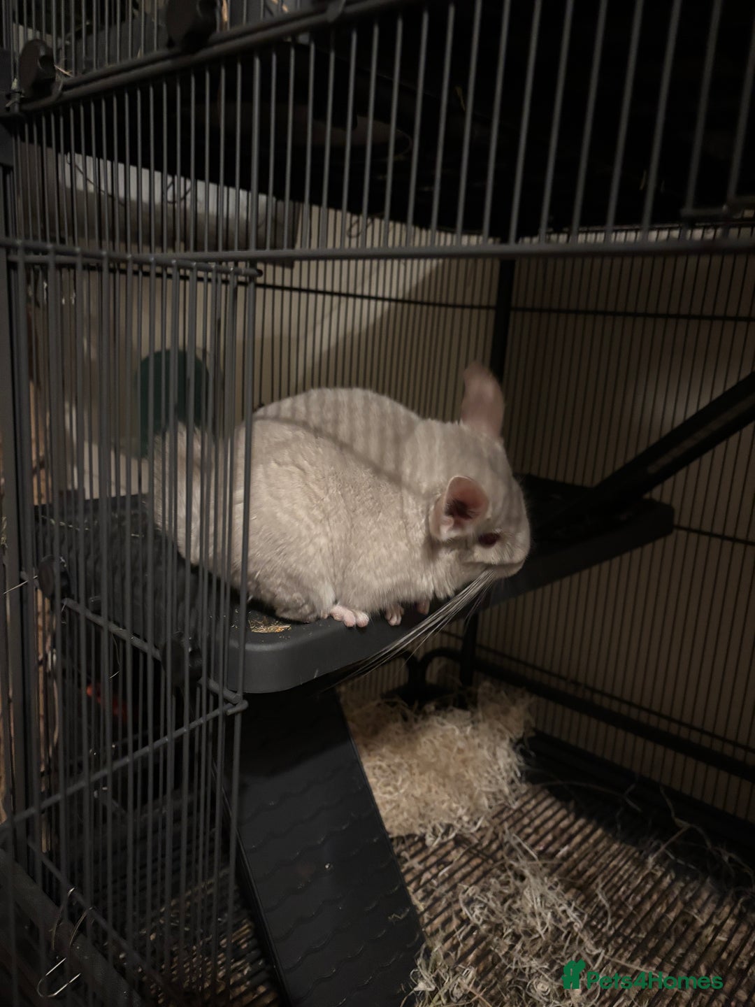 Chinchilla rodents for sale: Cute Chinchilla Male with cage - Image 1