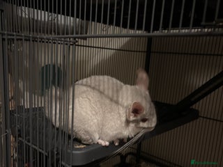 Chinchilla rodents - Advert 1