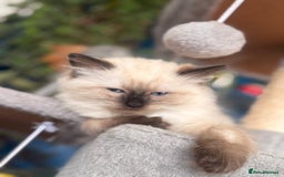 Mixed Breed cats for sale: Ragdoll and Maine Coon crossed  - Image 7