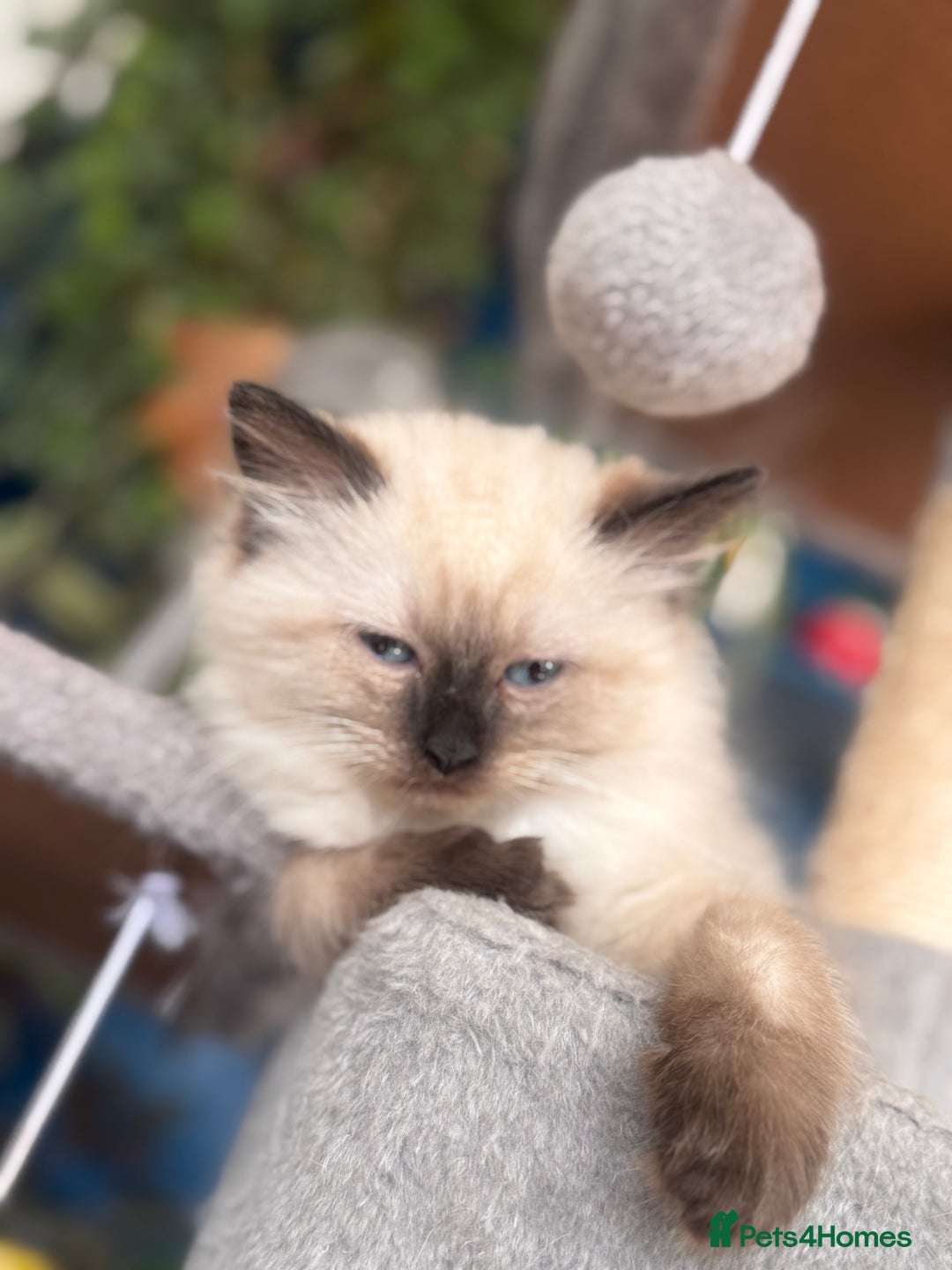 Mixed Breed cats for sale: Ragdoll and Maine Coon crossed  - Image 7