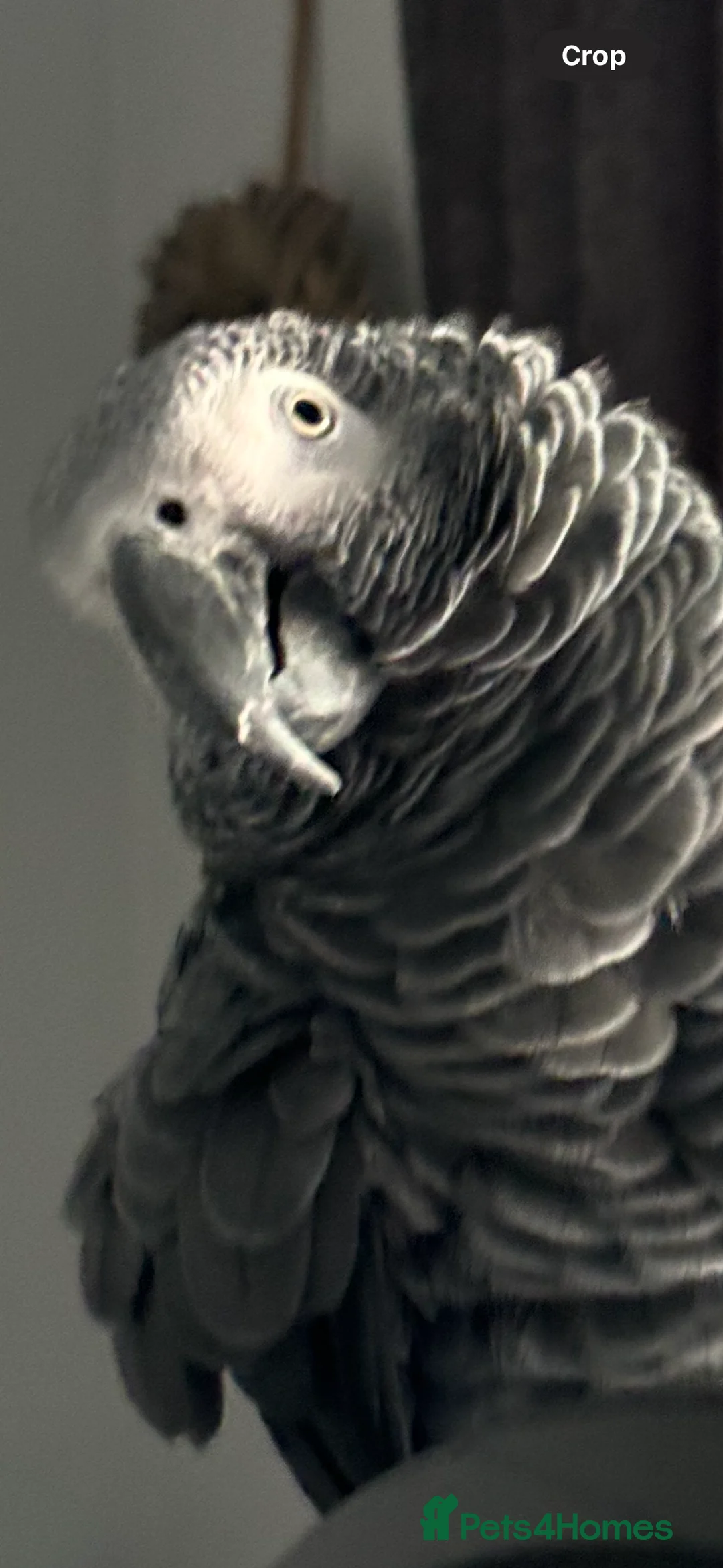 Parrots birds for sale: African Grey Parrot – Exceptional Talker  - Advert 4