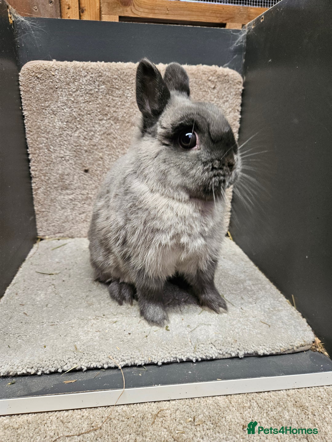 Netherland Dwarf rabbits for sale: Pure Bred Netherland Dwarfs young adult does - Advert 8