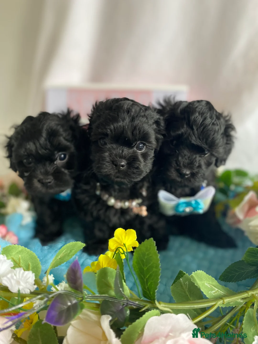 Shih Tzu dogs for stud: KC Lilac Imperial Shih Tzu for Stud in Chislehurst - Advert 12