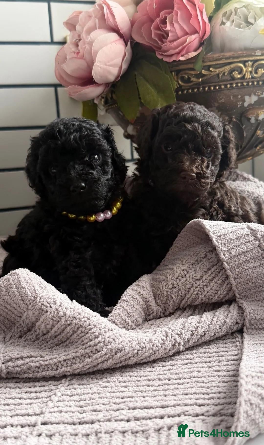 Toy Poodle dogs Lovely Puppies – Raised With Love - Advert 1
