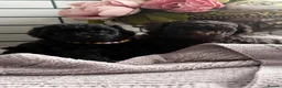 Toy Poodle dogs for sale: Lovely Puppies – Raised With Love in Hebburn - Advert 1
