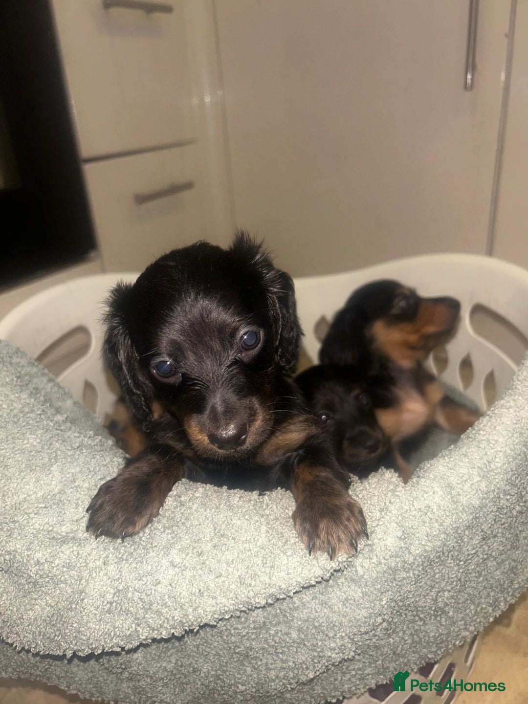 Miniature Dachshund dogs for sale: EXCEPTIONAL KC REG BRINDLE POINTED PUPS - Advert 1