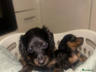 Miniature Dachshund dogs EXCEPTIONAL KC REG BRINDLE POINTED PUPS - Advert 1