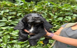 Cocker Spaniel dogs for sale: KC REG Cocker spaniel pups - Image 4