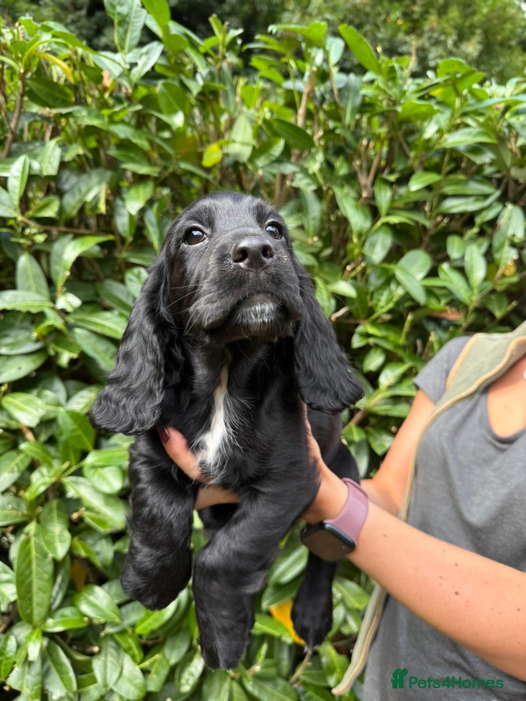 Cocker Spaniel dogs for sale: KC REG Cocker spaniel pups - Image 4