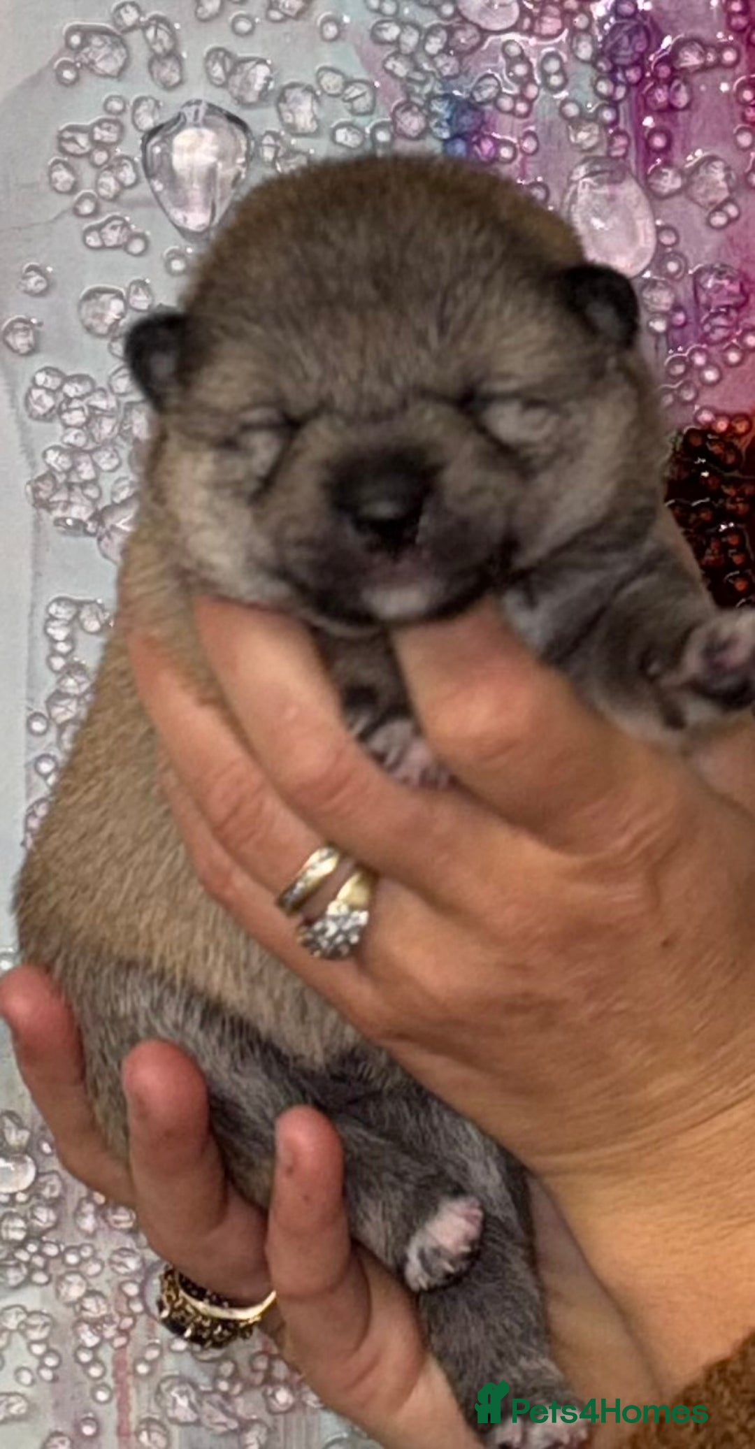 Japanese Shiba Inu dogs for sale: “LAST SESAME BOY  • Champion Broadlands Lineage” - Image 28
