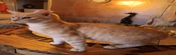 Mixed Breed cats for sale: Savannah & Bengal two boys kittens for sale. in Pontypridd - Advert 2