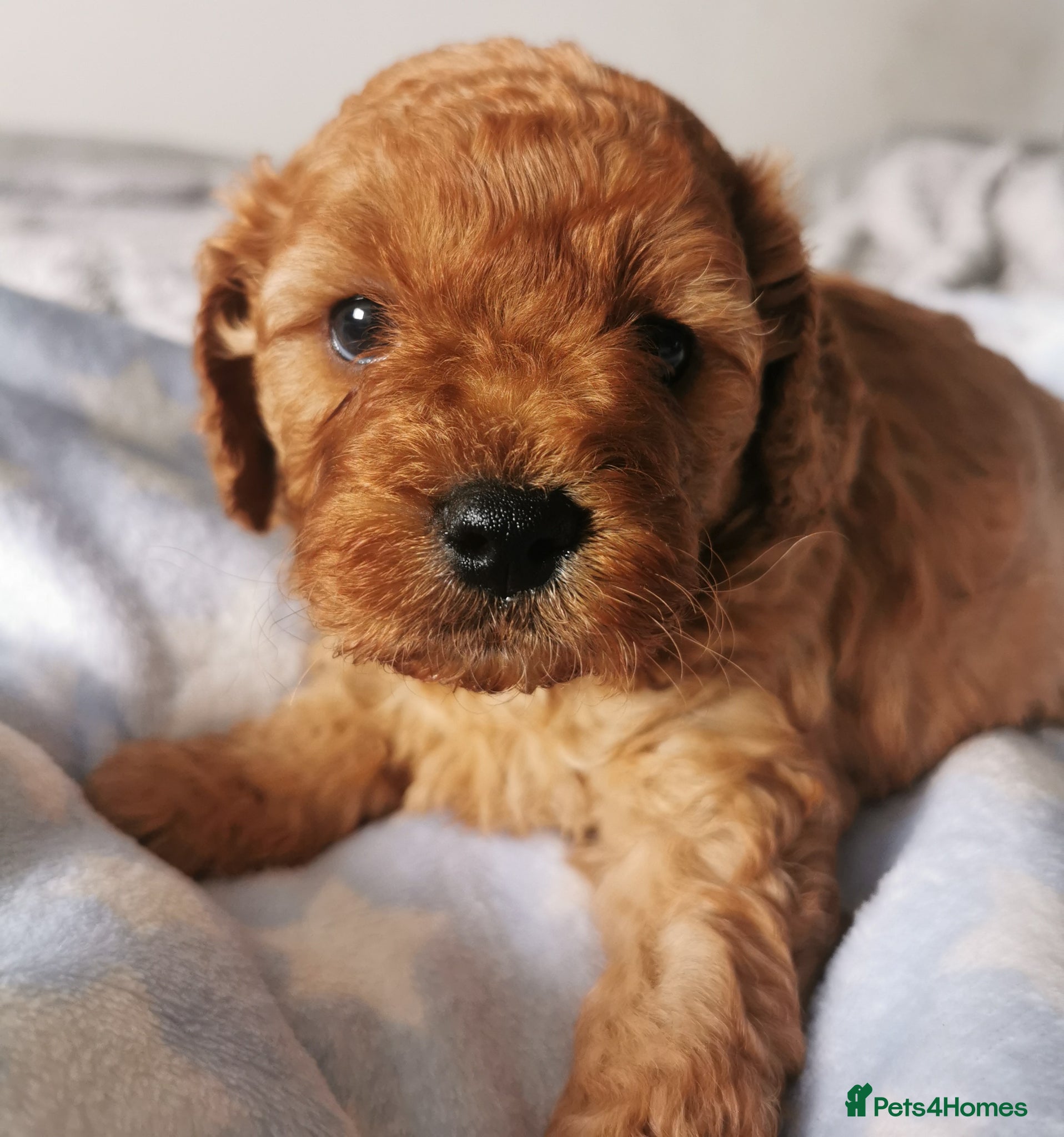 Cavapoo dogs EXTENSIVELY HEALTH TESTED F1B CAVAPOO PUPPIES  - Advert 1