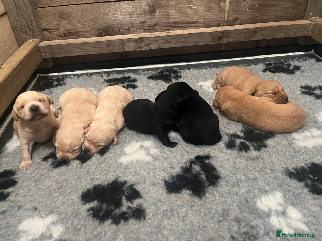 Labrador Retriever dogs for sale: Labrador Puppies - Advert 19