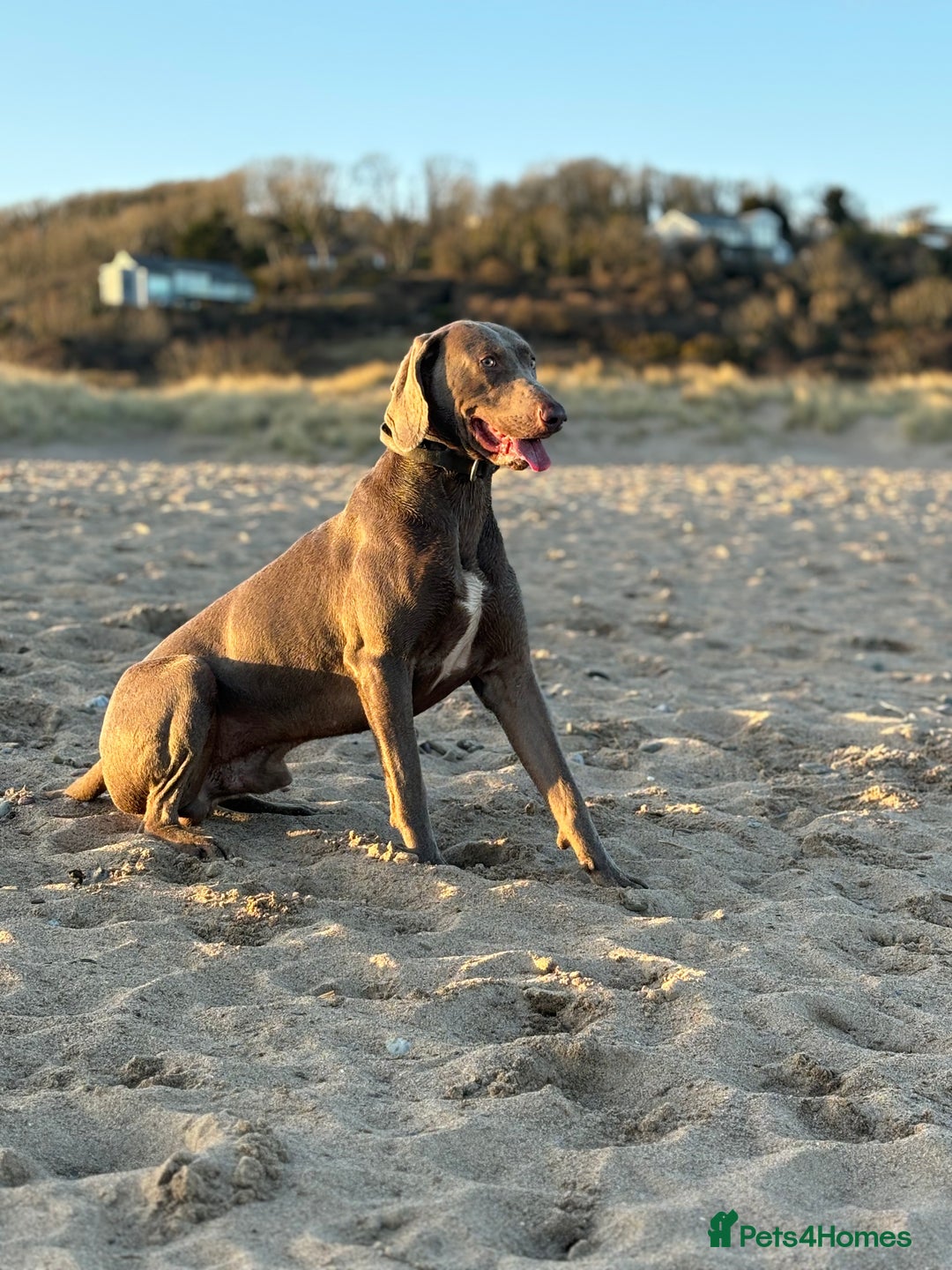 Beagle What Type Of Dog Has Webbed Feet Transylvanian Hound Beagle