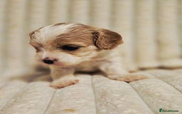 Cavapoo dogs for sale: Adorable Cavapoo Pups fully health tested parents - Image 21