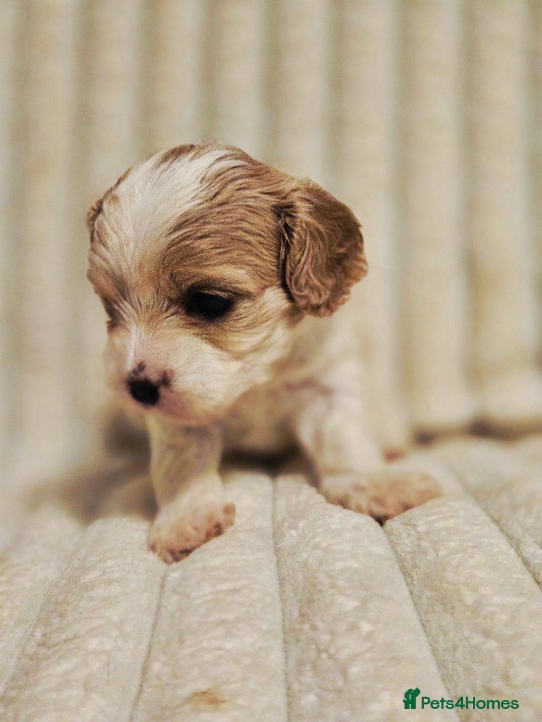 Cavapoo dogs for sale: Adorable Cavapoo Pups fully health tested parents - Image 21