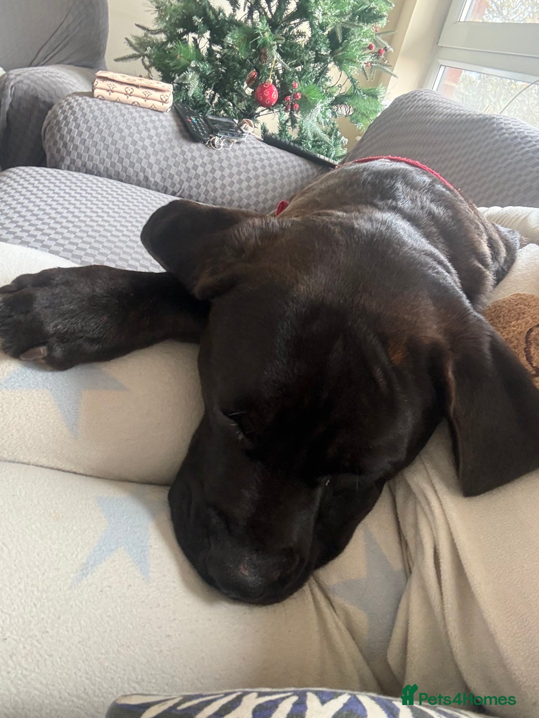 Cane Corso dogs for sale: 9 month old cane corso  - Advert 2