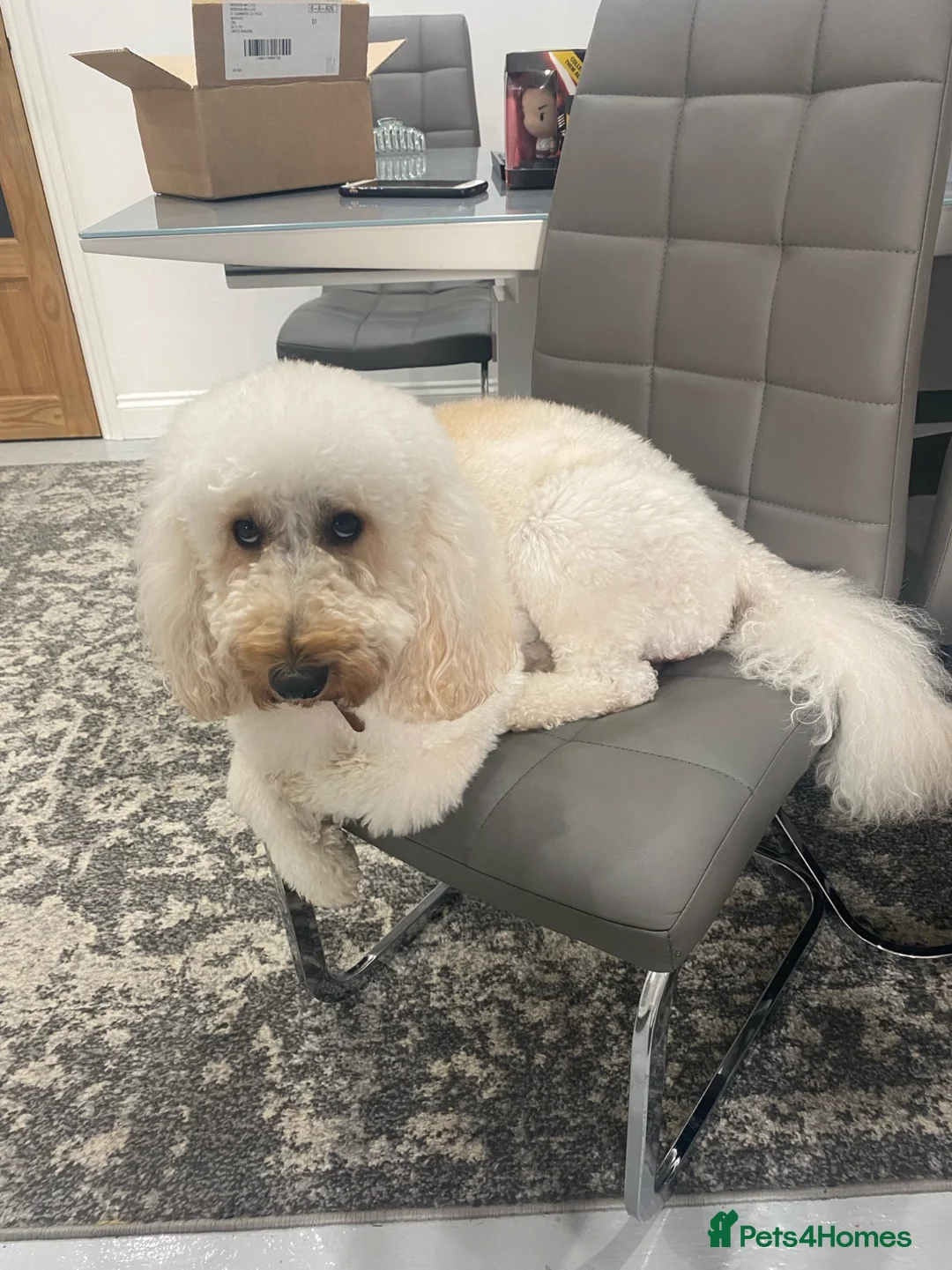 Labradoodle dogs for sale: DNA health tested parents of stunning labradoodles in Ware - Advert 1
