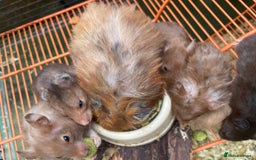 Hamster rodents for sale: Baby hamsters for sale  - Image 10