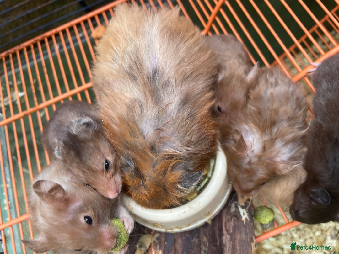 Hamster rodents for sale: Baby hamsters for sale  - Image 10