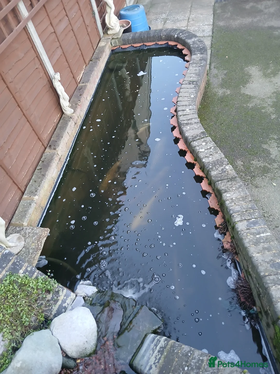 Pond Fish fish for sale: 12 Large Pond Fish - Advert 1