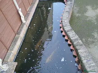 Pond Fish fish 12 Large Pond Fish - Advert 2