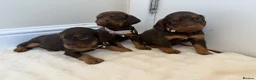 Cocker Spaniel dogs for sale: Working cocker spaniel  in Telford - Advert 4