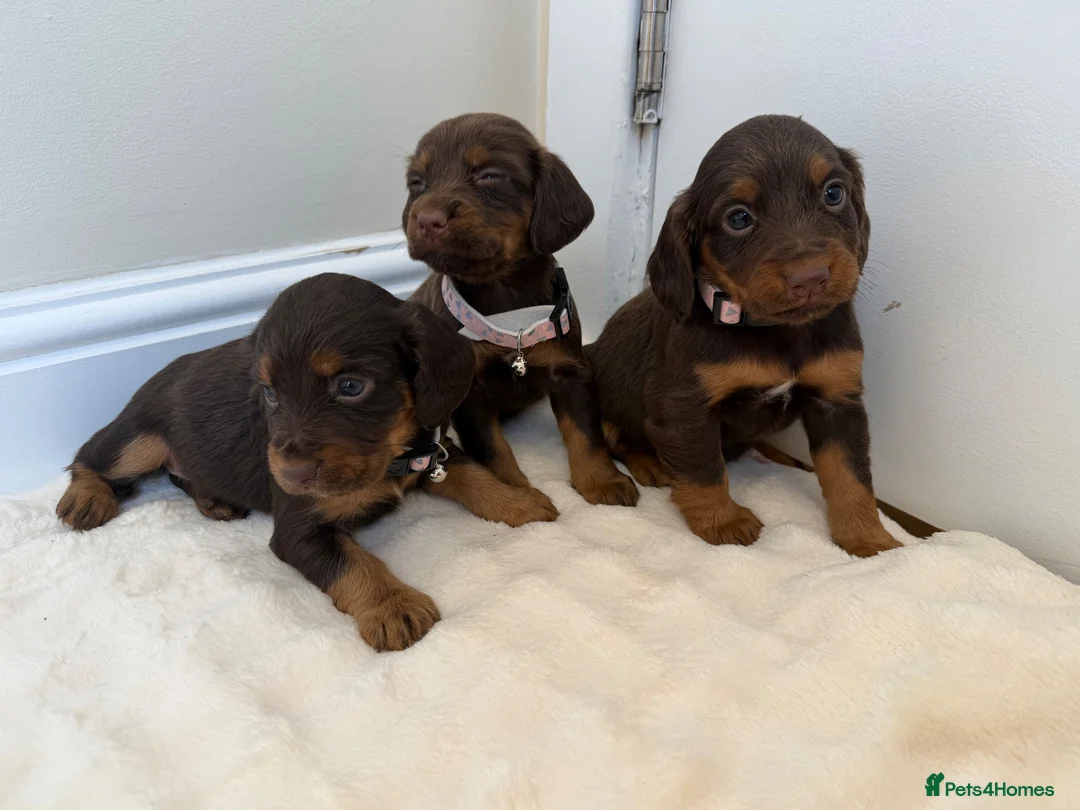 Cocker Spaniel dogs for sale: Working cocker spaniel  in Telford - Advert 4