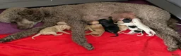 Goldendoodle dogs for sale: Goldendoodle Puppies  - Advert 1