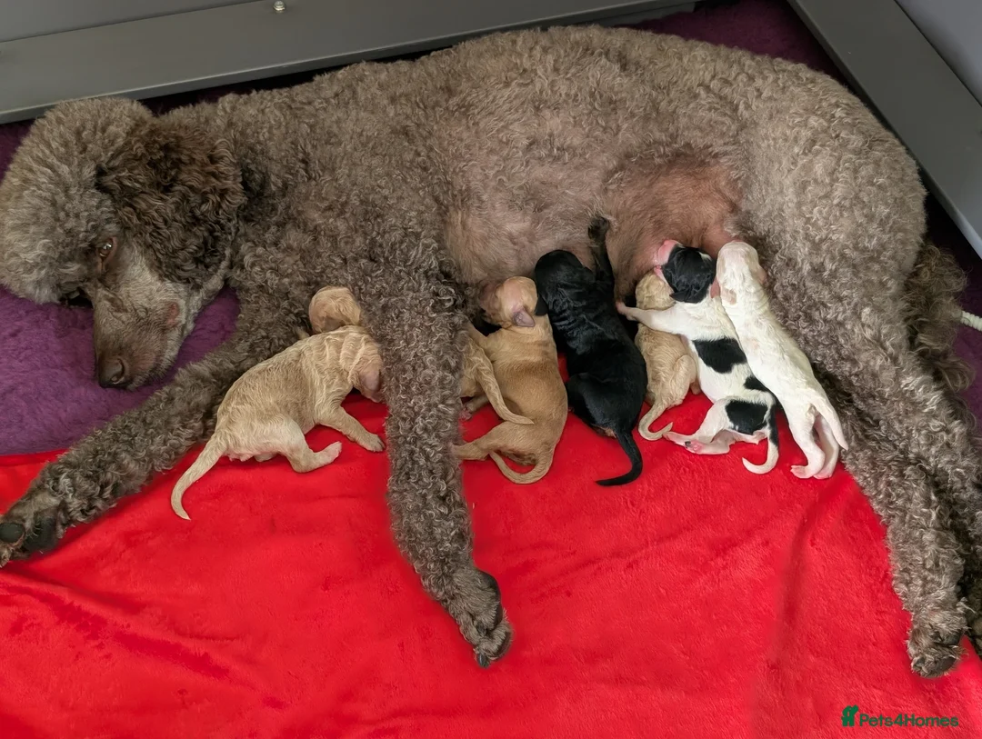 Goldendoodle dogs for sale: Goldendoodle Puppies  - Advert 1