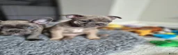 Mixed Breed dogs for sale: Boston Terrier x french bulldog Hybrid in Canterbury - Advert 6