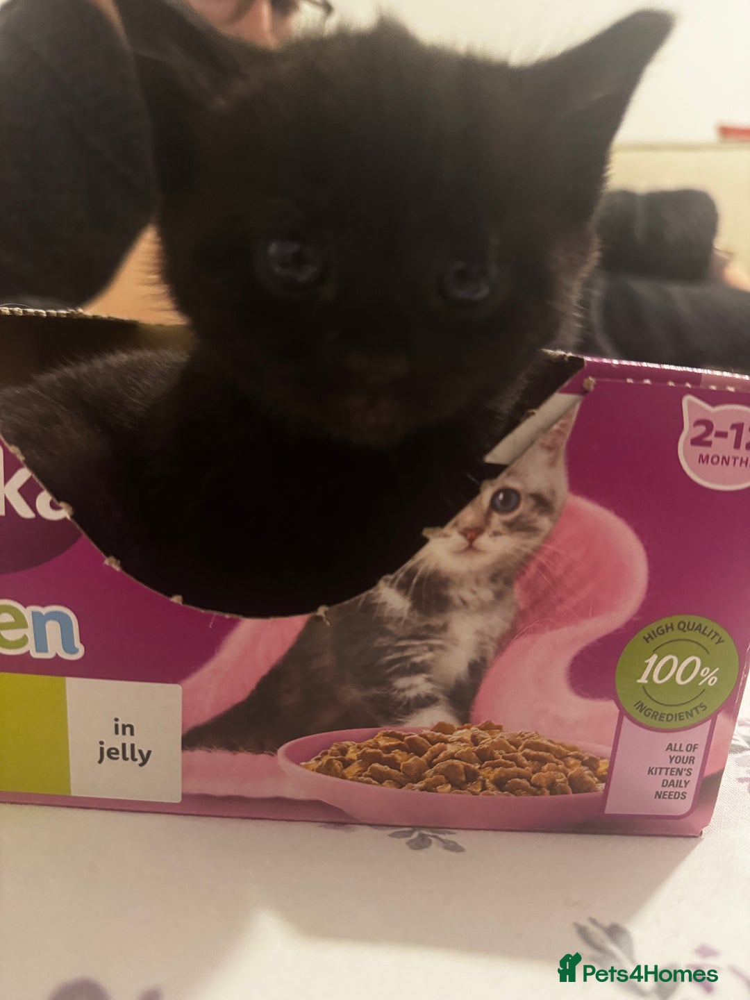 British Shorthair cats for sale: 2 female tabby kittens  - Advert 7